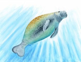 Manatee Print