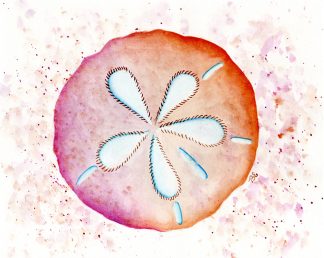 Sunset Sand Dollar Print